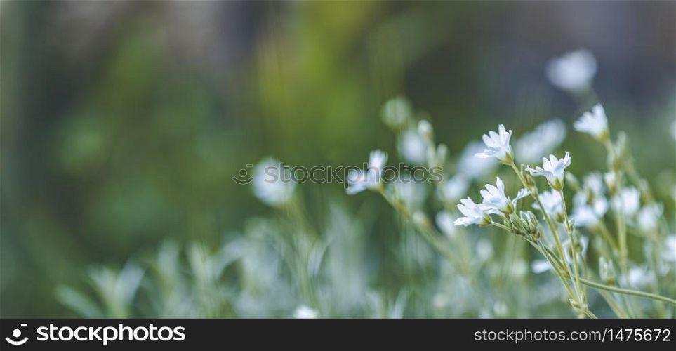 Panoramic view to spring background art with white flowers. Spring day, close up, shallow depths of the field. Meadow with spring flowers in sunny day