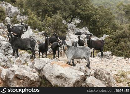 panoramic view wild goats nature