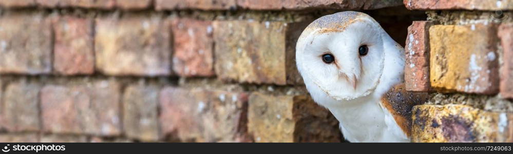 Panoramic web banner of a white Barn Owl looking out from its hole in a wall