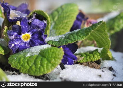 pansies covered with frost in garden