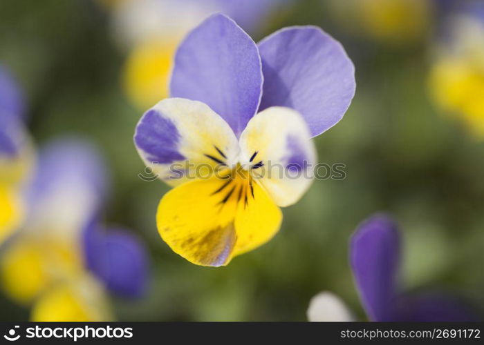 Pansy