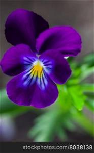 pansy spring flower. outdoor shot