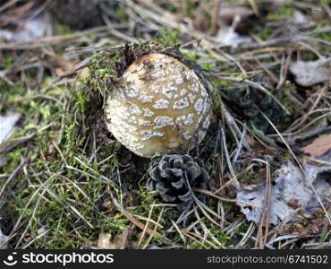 Panther mushroom and pine cones. Panther mushroom and pine cone on forest floor