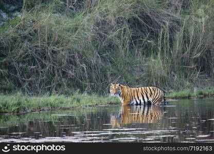 Panthera tigris. Tigre du bengal