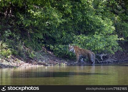 Panthera tigris. Tigre du Bengal