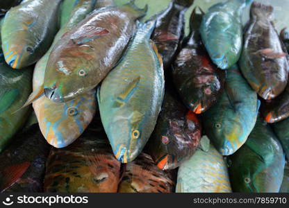 Papagai fish and seafood in a Beach restaurant on the Rawai Beach on the Phuket Island in the south of Thailand in Southeastasia.&#xA;&#xA;