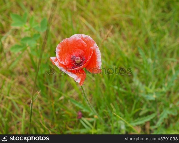 Papaver flower. Red papaver flower genus of the poppy family Papaveraceae