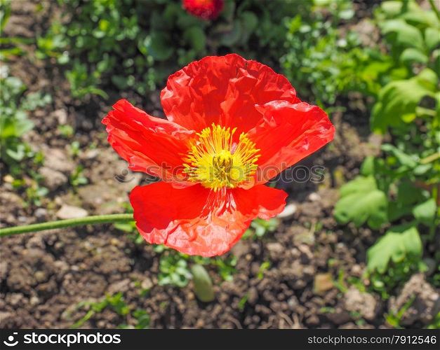 Papaver flower. Red Papaver flower genus of the poppy family Papaveraceae