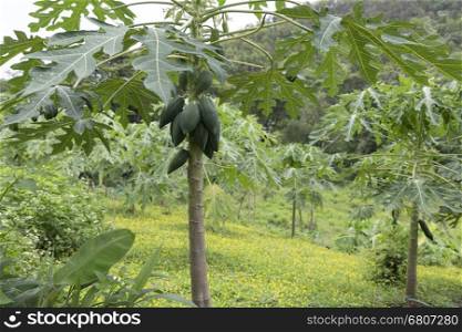 papaya fruit on tree in orchard farm