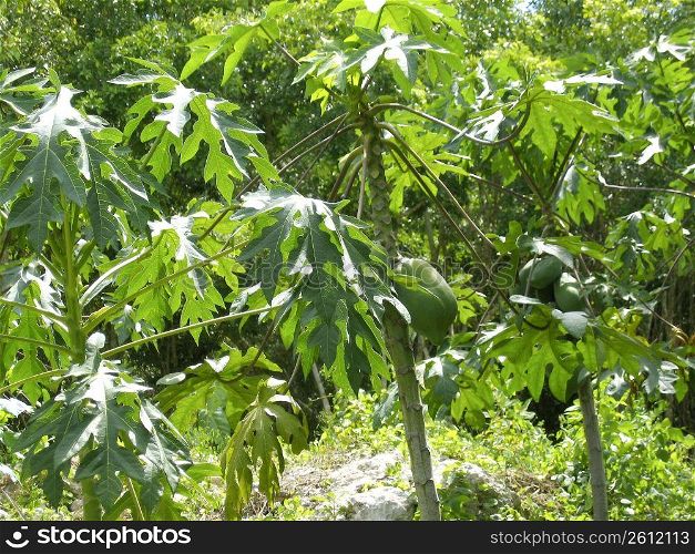 Papaya tree fruits growing in tropical jungle Central America