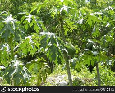 Papaya tree fruits growing in tropical jungle Central America