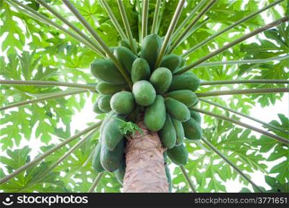 Papaya tree with bunch of green fruits
