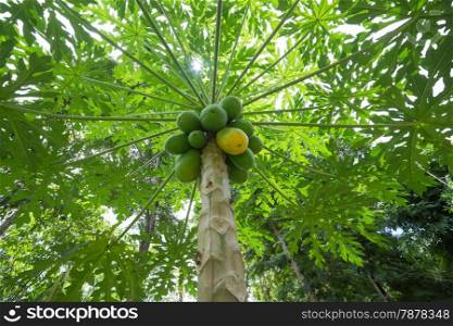 papaya tree with lots of fruit