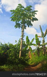 papayas tree in the farm with blue sky