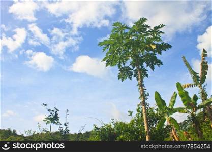 papayas tree in the farm with blue sky