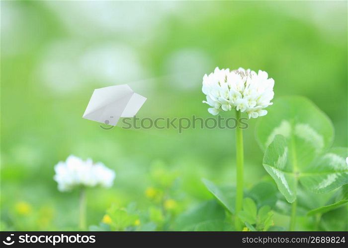 Paper airplane and Clover