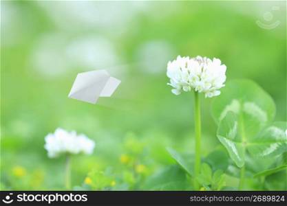 Paper airplane and Clover