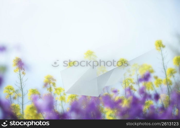 Paper airplane and Rape blossom