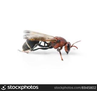 paper wasp on white background