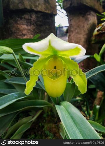 Paphiopedilum exul orchid