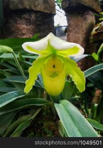 Paphiopedilum exul orchid