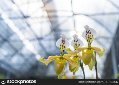 Paphiopedilum orchid flower or Lady&rsquo;s Slipper orchid in Conservation Center Paphiopedilum Doi Inthanon , Chiang Mai, Thailand.