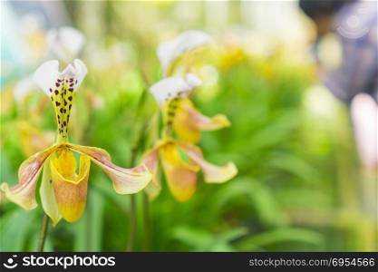 Paphiopedilum orchid flower or Lady&rsquo;s Slipper orchid in Conservation Center Paphiopedilum Doi Inthanon , Chiang Mai, Thailand.