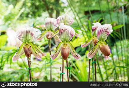 Paphiopedilum orchid flowers in the garden.