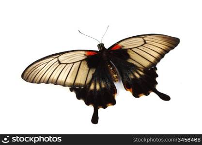 Papilio Lovii isolated on white