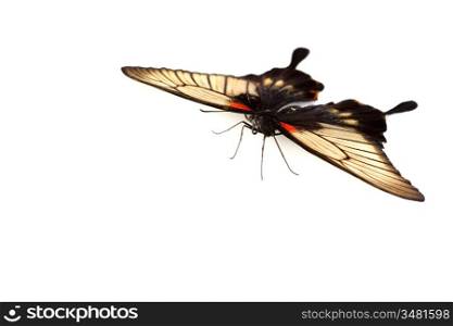 Papilio Lovii isolated on white