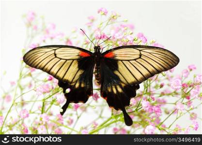 Papilio Lovii on the flowers