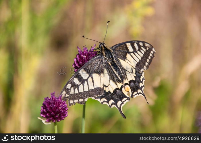 papilio machalon,naxe,valais,swiss