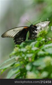 Papilio memnon, the great Mormon butterfly, with green vegetation background