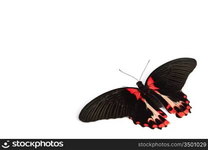 Papilio rumanzovia isolated on white