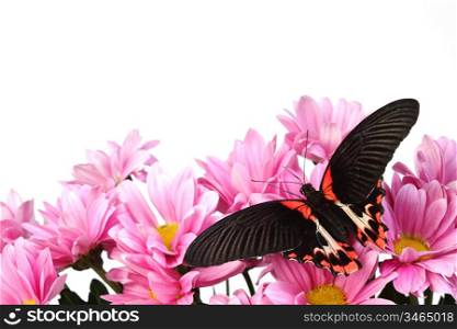 Papilio rumanzovia on the flowers