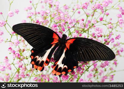 Papilio rumanzovia on the flowers