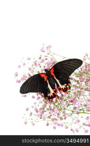 Papilio rumanzovia on the flowers