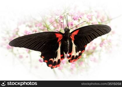 Papilio rumanzovia on the flowers