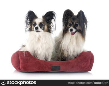 papillon dogs in front of white background