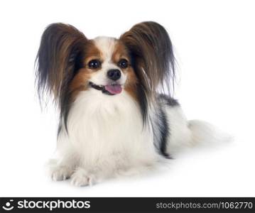 papillon dogs in front of white background