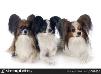 papillon dogs in front of white background