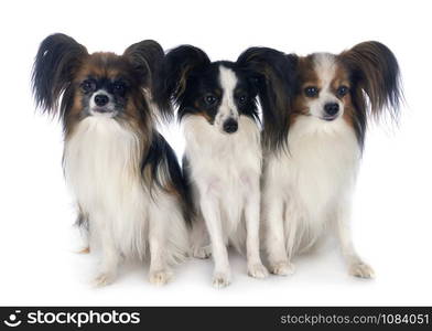 papillon dogs in front of white background