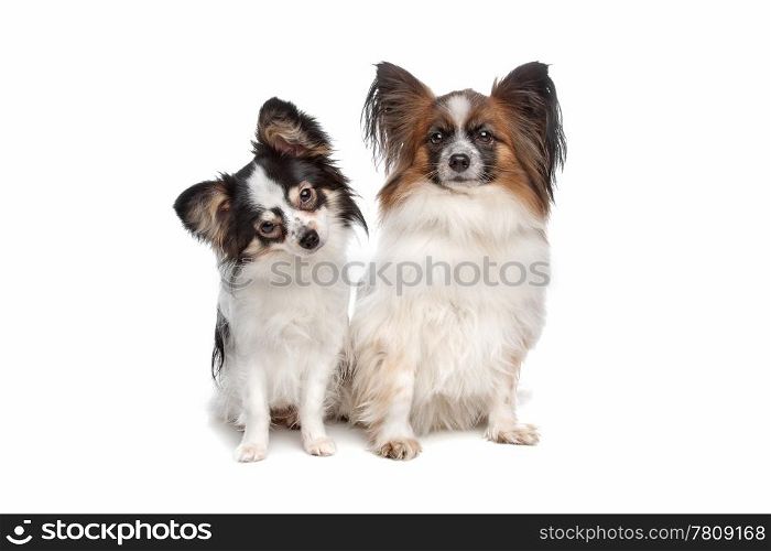 papillon or Butterfly Dog. papillon or Butterfly Dog in front of a white background