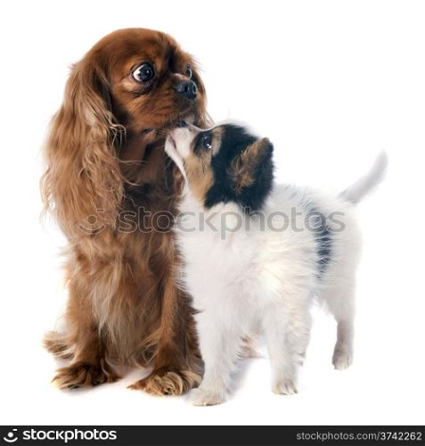 papillon puppy and cavalier king charles in front of white background