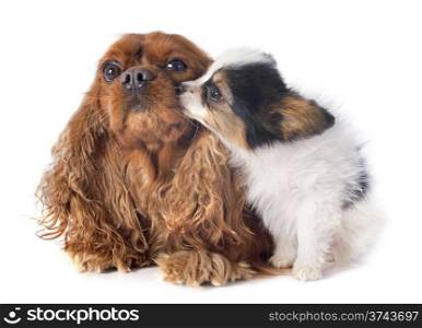 papillon puppy and cavalier king charles in front of white background