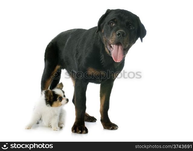 papillon puppy and rottweiler in front of white background