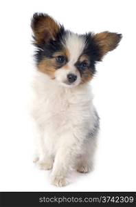 papillon puppy in front of white background