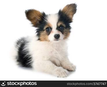 papillon puppy in front of white background