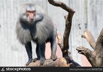 Papion baboon attentive leader of the pack