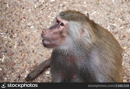 Papion baboon sitting quietly